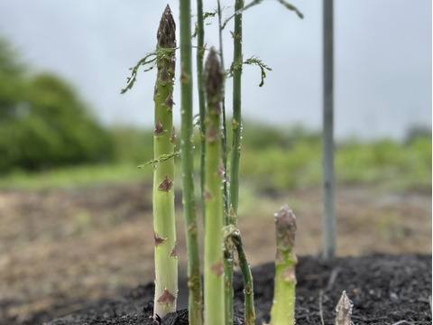 【お試し価格】群馬の高原農家がつくるみずみずしい優しい甘さのアスパラガス（サイズミックス）