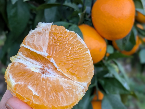 ゼリー食感！愛媛の乙姫！　まどんな　秀優品込み　1.5kg