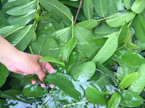 苦みや渋みがなく上品でやさしい味と好評♪【有機土佐國グァバ茶】ノンカフェイン高知県南国市の有機認証自家農園で農薬・肥料・除草剤一切不使用で自然栽培‼植物由来のソイロンテトラティーバッグ♪5包入り