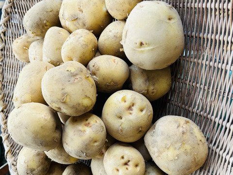 ジャガイモ「キタアカリ4500g」横浜市内産　甘味の感じれるジャガイモです。