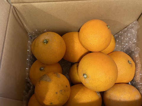 箱込約2㌔　愛媛県人黙って食べる美味しさ　まるでゼリーマドンナ　家庭用