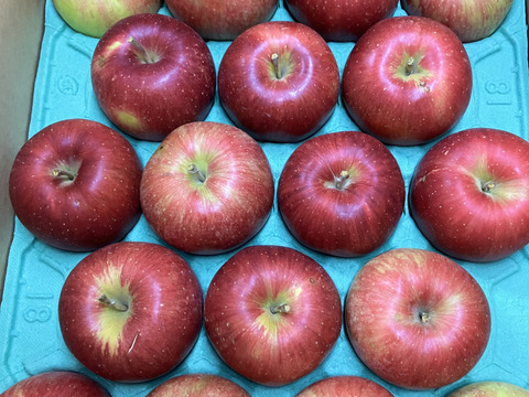 青森県産りんご 「シナノスイート」 家庭用 キズ有 約10kg(5kg×2箱)【人気・光センサー選果】