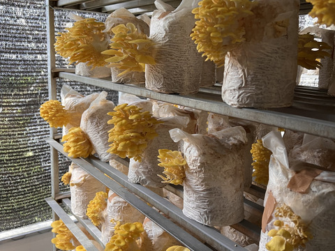 栄養価の高い！夏のきのこセット(3種類)