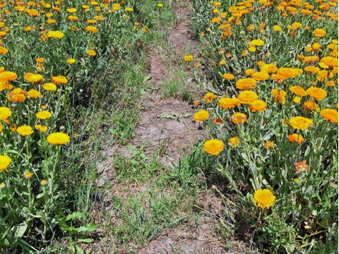 お料理を華やかにミックスエディブルフラワー　ドライ　3g