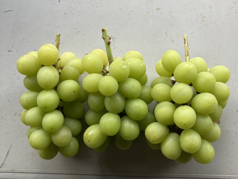 小粒ちゃんです。家庭用、超訳ありシャインマスカット2㎏（4~5房）粒が全体的に小さくかすりやキズ、穴あき等がある超訳ありシャインマスカットです。お安く提供させて頂きます。