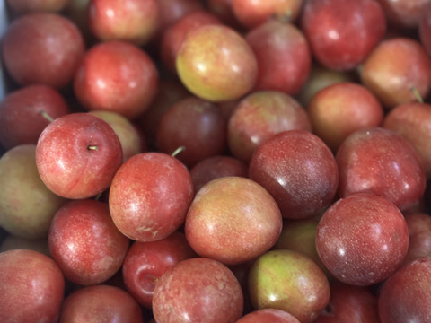 濃厚食感！メスレースモモ【サクランボサイズ】約3000g