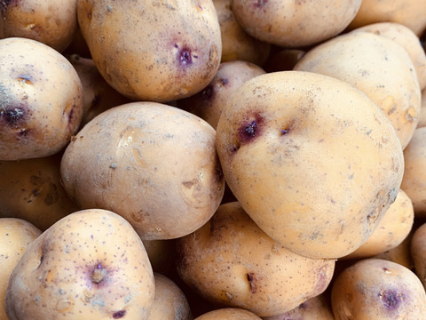 農薬化学肥料不使用　新じゃが【インカのめざめ】＆ローズマリー少量