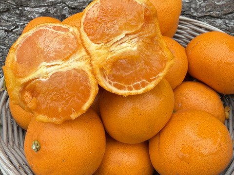 【訳ｱﾘ小玉！】【濃厚でジューシー♪】🍊希少品種 せとか ２.５kg🍊とろける濃厚甘み！果汁じゅわっ 【柑橘の大トロ／離島育ち】皆さん大好き濃厚小玉✨