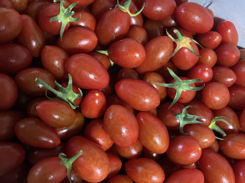 一番人気！おやつとして食べたいミニトマトスピカ（1.5kg)