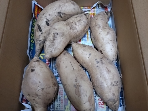 白いさつまいも！希少新品種きみまろこ2㎏(大きめサイズ)