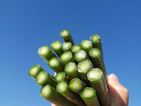 鮮度抜群！那須高原アスパラ細い1kg