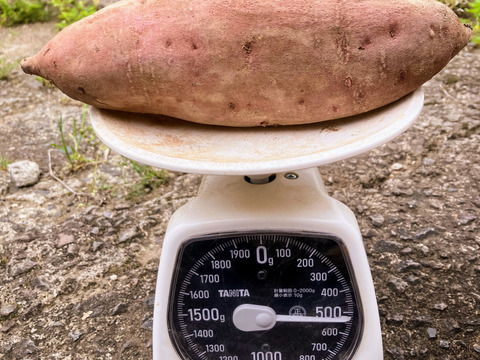 自然栽培〈べにはるか〉大分県産さつまいも 　Ｌサイズ5kg