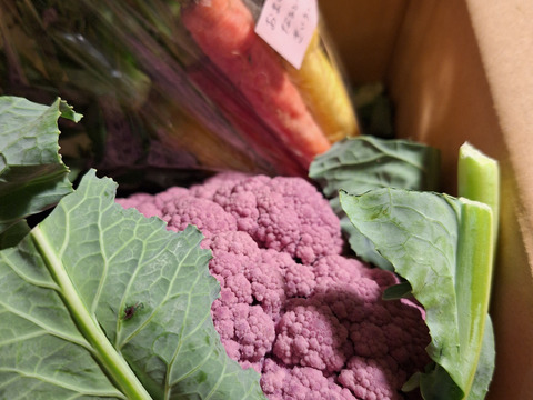 【食べチョクアワード2025入賞】
🌸紫カリフローレ🌸