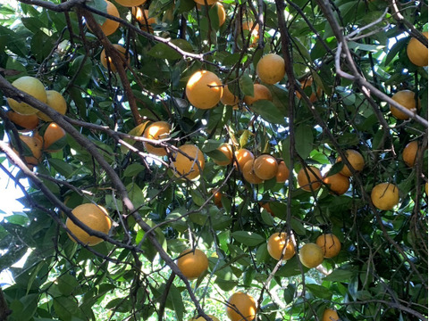 【news every.で紹介】バレンシアオレンジ 3kg｜サクッと食感！爽やかな香りのオレンジ🍊