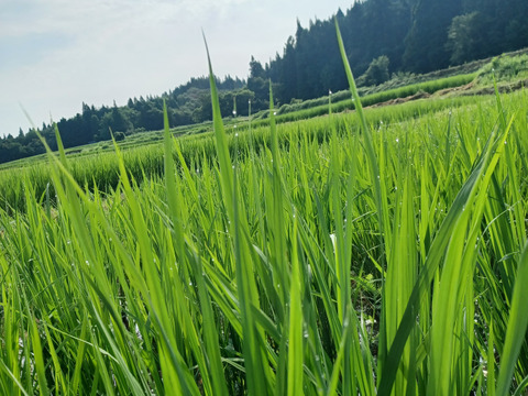 山の田んぼのインディカ米　自然栽培天日干しプリンセスサリー１kg　豊かな山の雪解け水で育った香り豊かなエスニック米