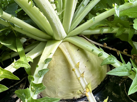 【栽培期間中農薬不使用】聖護院大根4kg以上（２〜3玉）煮炊きものに最適！サイズ不揃いのご自宅用で数量限定販売です！