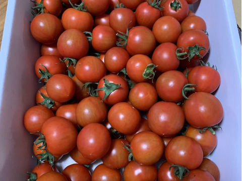 クール発送【Z1.8】皮が薄くジューシーな中玉フルーツトマト　ゼッピン娘(華おとめ)　1.8kg