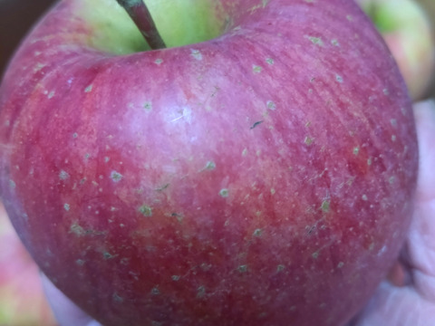 大玉！！葉取らずふじりんご🍎バラ詰め5キロ家庭用です。