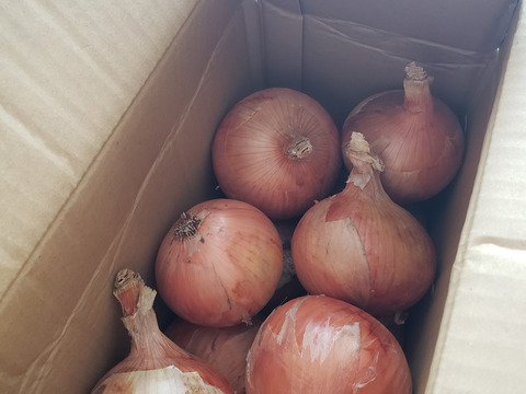 新タマネギ　4ｋｇ
