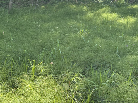 当農園の自然豊かな山で採れたドクダミ300gです。採れたてをその日のうちに発送致します。8月末まで