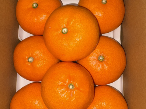 《豊作割引》【家庭用】せとか 2kg トロ～リ食感！柑橘の大トロ♡高級柑橘♫愛媛みかん！！