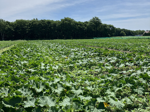 北海道産‼️農薬化学肥料不使用🎃🥔🧅旬の3点セット‼️くりりん南瓜＋新物玉ねぎ＋新じゃが＝約10㎏☺