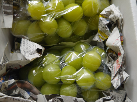 クール便❗️予約家庭用シャインマスカット約1.2キロ2-3房　農薬半減栽培！　訳あり家庭用