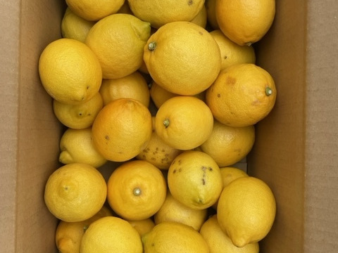 倉橋ミカン食べてクレ園の、無農薬レモン（約4kg）（無選別）広島県　倉橋島レモン