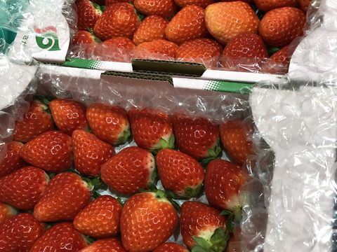 大きさ色々♥華やぐ香り♥　さがほのか 　約７００ｇ🍀