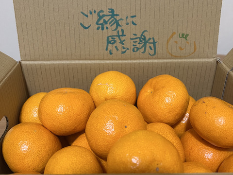 【夜市限定】M～Lサイズ3kg:とみ子ばぁばの有田みかん糖度13度以上！和歌山県有田産
