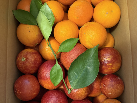 【ブサ皮】ブラッドオレンジ   約5kg