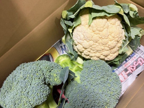 【訳あり】京都府産　甘～い♪山城のブロッコリー2株・カリフラワー1株セット