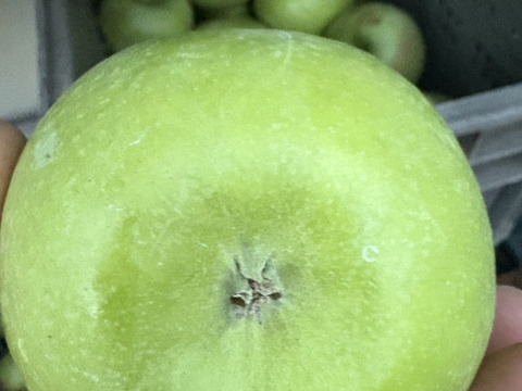 長野県産　りんご グラニースミス 約5kg