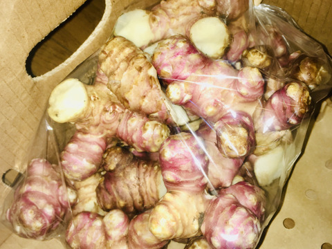 肥料農薬不使用　希少な「紫 菊芋」2kg