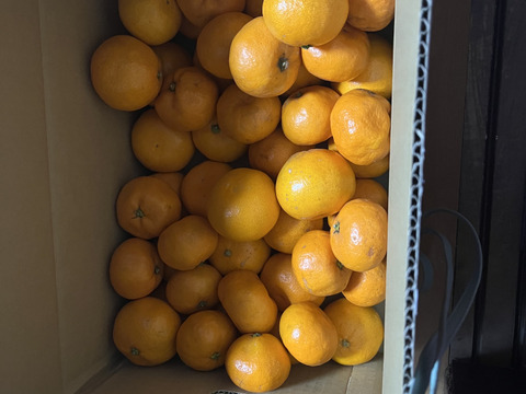 5キロ箱 まーくん家のみかん｜和歌山県産・農家直送｜家族で楽しむ甘いみかん（家庭用サイズミックス)