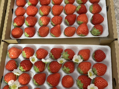 子どもが喜ぶ夏イチゴ☆味がつまった小粒☆ (2026年 夏秋お届け)：長野