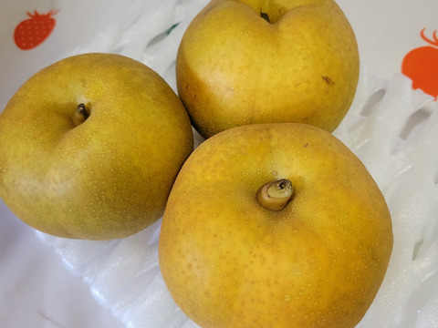 あふれる果汁幻の梨「浜なし」豊水3キロ箱５玉～８玉
