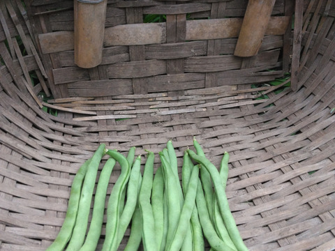 自然農園の健康やさい　インゲン（１５０ｇ）