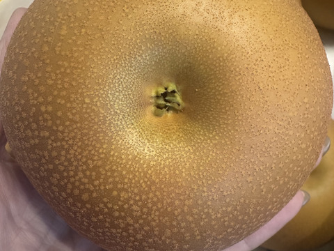 豊水梨とあきづき梨食べ比べセット