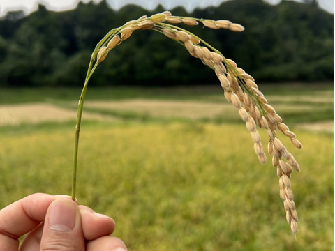 新米【令和6年 玄米 】10kg 農薬不使用 ・化学肥料不使用 千葉県香取市産 特別栽培米　ふさおとめ  農家直送　収穫したてです。