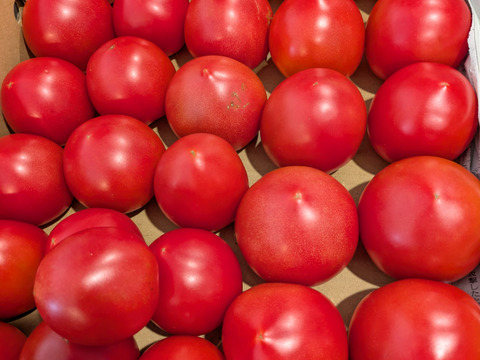 [自然栽培][リピーター多数]甘い中玉トマト：メニーナ3.5kg