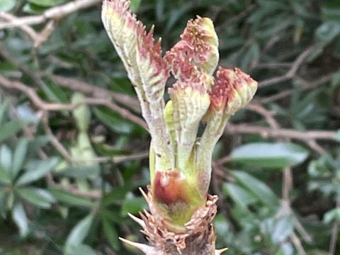 採れったてタラの芽5個程度_先着1名