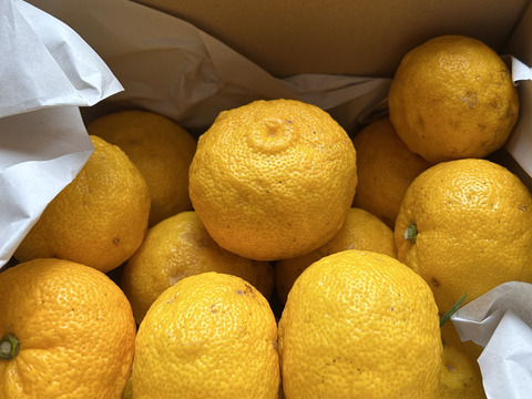 癒しの香り♪約2ｋｇ、本柚子（ゆず）、少し傷あり、サイズ混合