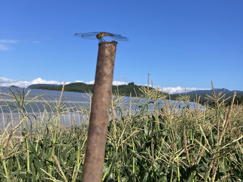 【食べ納め】どっちから食べる⁈生でもOK!!フルーツみたいなとうもろこし《恵味ゴールド》と白いとうもろこし《ピュアホワイト》