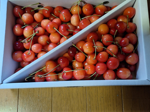 【 さくらんぼ:佐藤錦 】 山形県天童産 1kg  【 果肉がジューシー 】【 大好評口コミ多数！！🍒 】訳あり【 双子ちゃんいっぱい！！】【 朝どれ 】