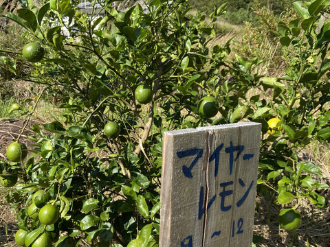 香酸柑橘6種食べ比べSET