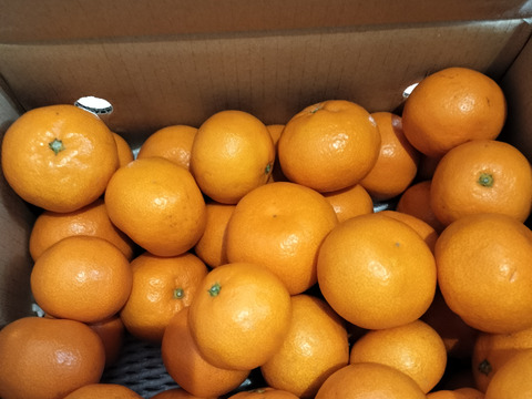 【贈答・贅沢時間に】糖度最高クラス！濃い味好きのための有田みかん 5キロ箱 和歌山県 有田 みかん S,M,Lサイズ