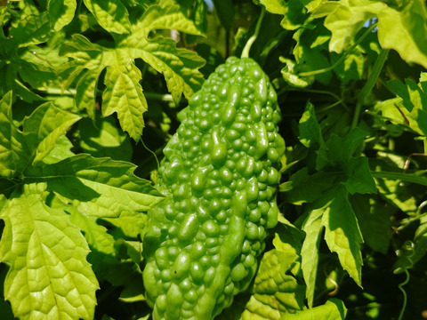 秋の自然栽培野菜LLセット7種類〜《12月、自然栽培野菜5.5kg前後80サイズ》朝採りで超新鮮［季節の固定種在来種専門農家だからできる］淡路島から初収穫固定種人参いり