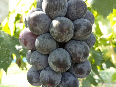 家庭用　今年で４年生のブラックビート