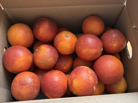 ブラッドオレンジ「モロ」‼　2ｋｇ
順次発送中！！